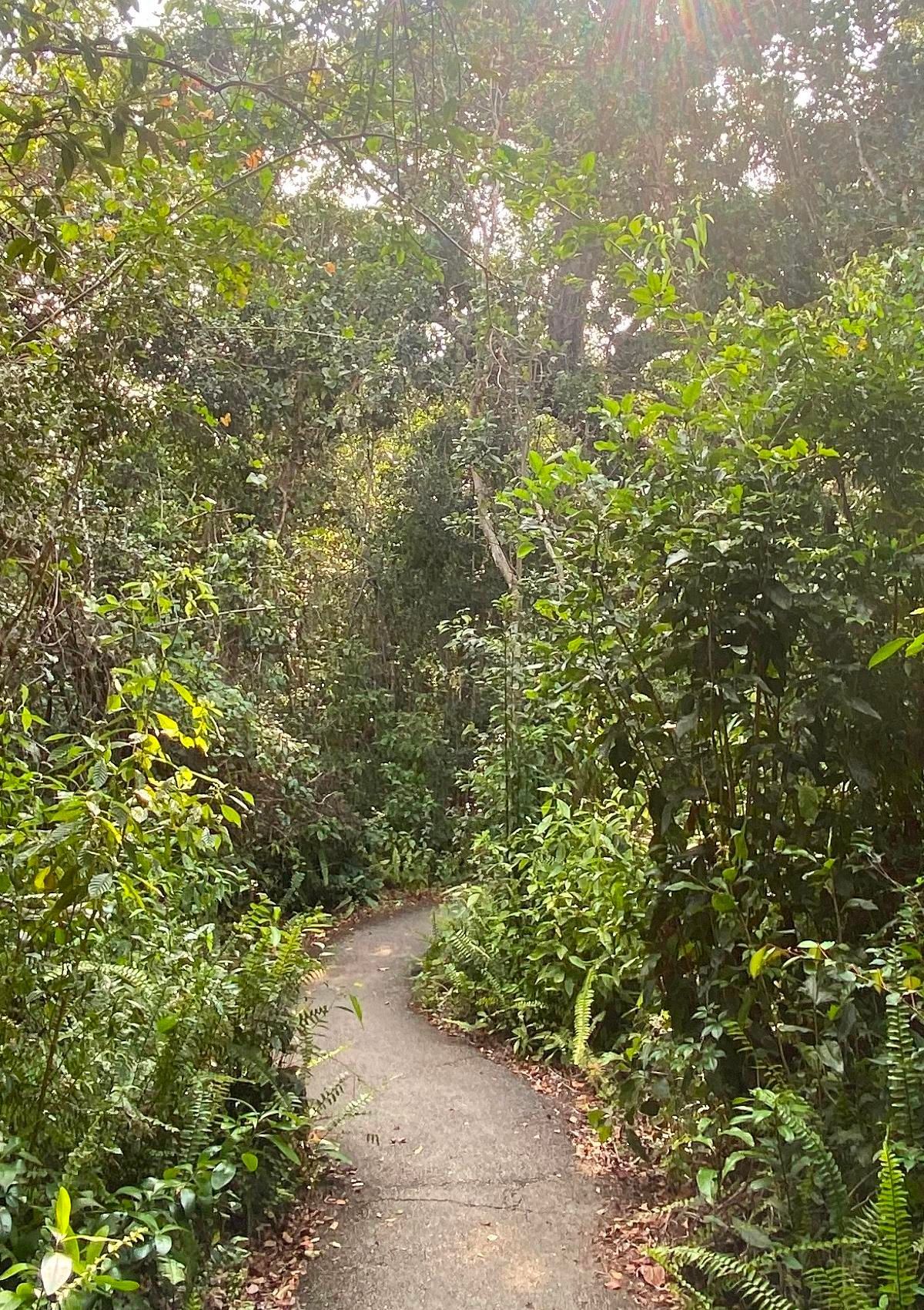 Gumbo Limbo Trail, Everglades National Park