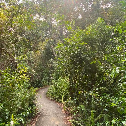Gumbo Limbo Trail