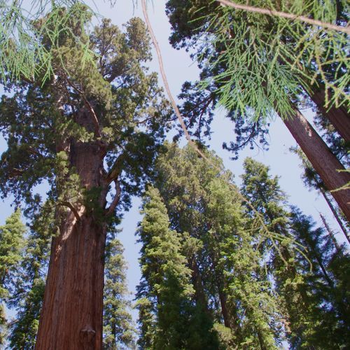 General Sherman Tree