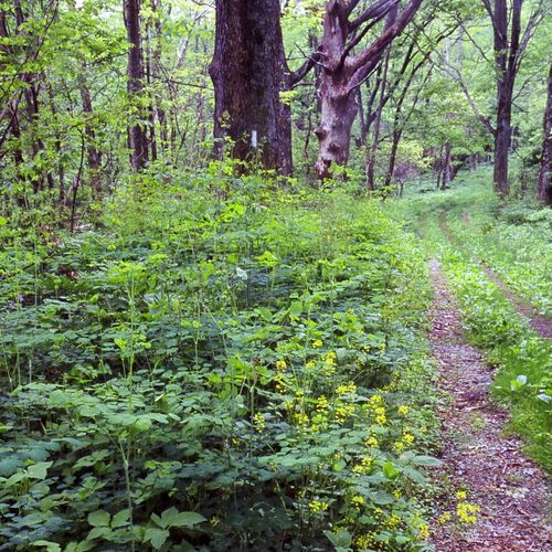 Broad Hollow Trail