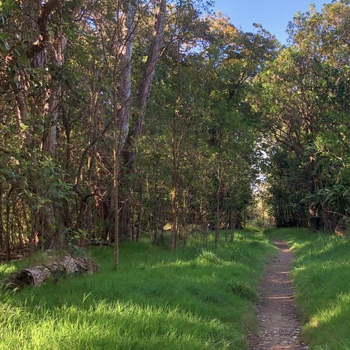 Kīpuka Puaulu Trail