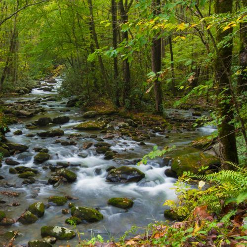 Porters Creek Trail