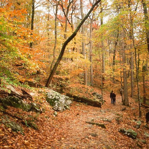 Big Hollow Trail North Loop