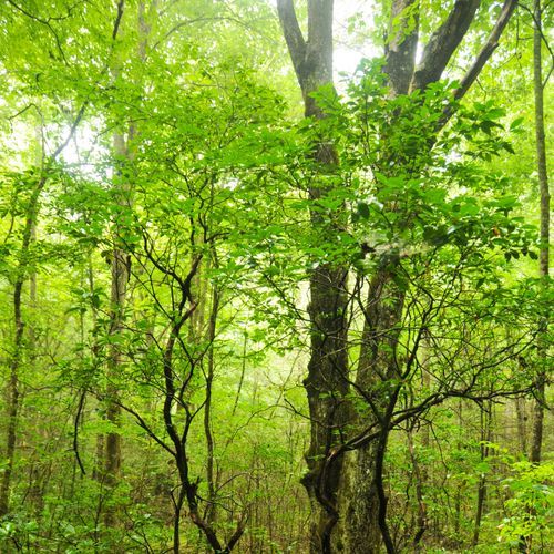 Boogerman Trail