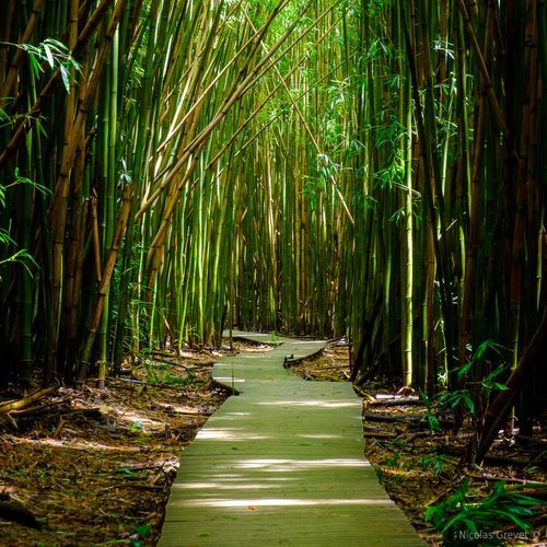 Pu'u o Lokuana Trail