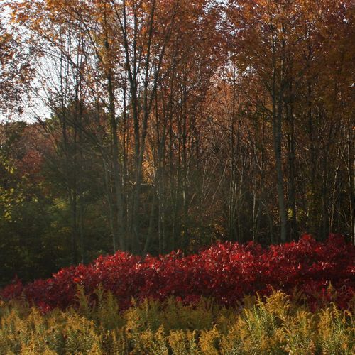 Upland Trail