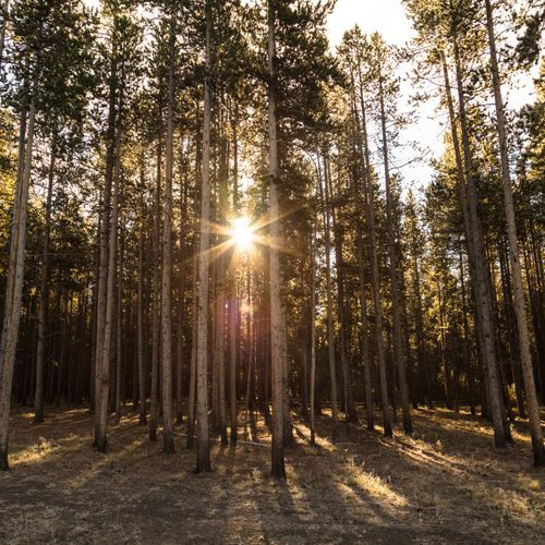 Howard Eaton-Cascade Lake-Norris Campground