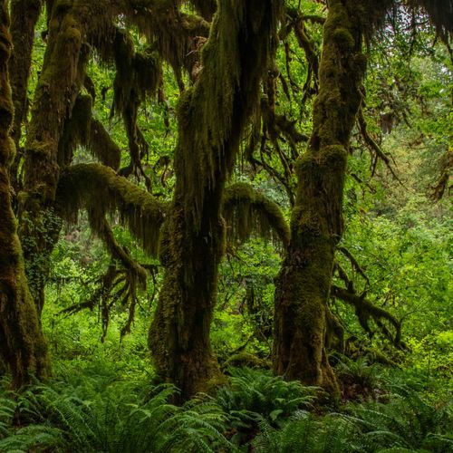 Hall of Mosses