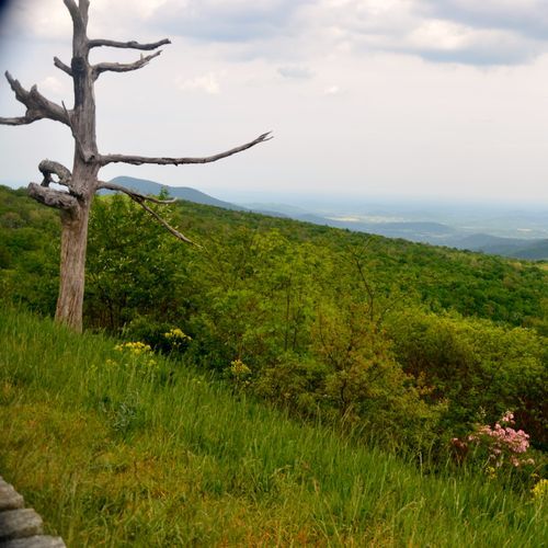 Viewpoint