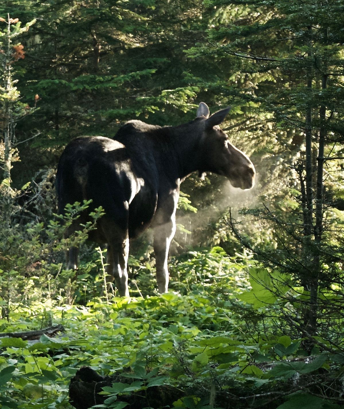 Stoll Trail, Isle Royale National Park