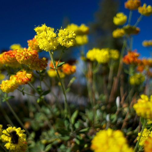 Mono Meadow Trail