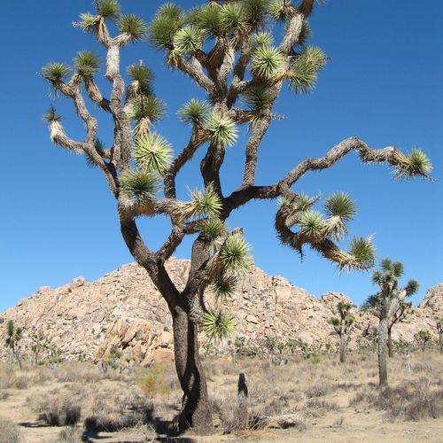 Boy Scout Trail