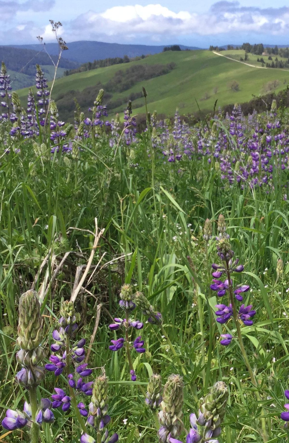 Bald Hills Prairies and Redwood Creek Overlook, Redwood National and State Parks