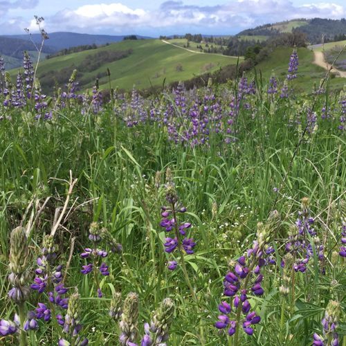 Lyons Ranch Trail
