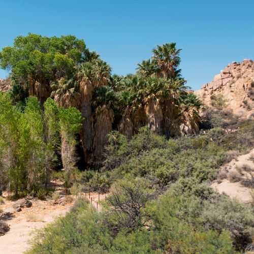 Cottonwood Spring Nature Trail