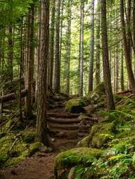 North Fork Skokomish River Trail