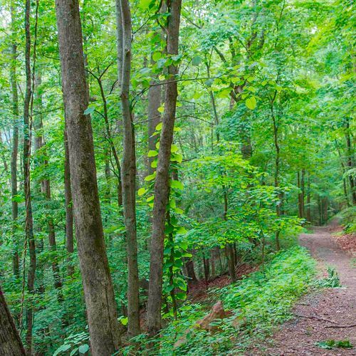 Little Laurel Trail