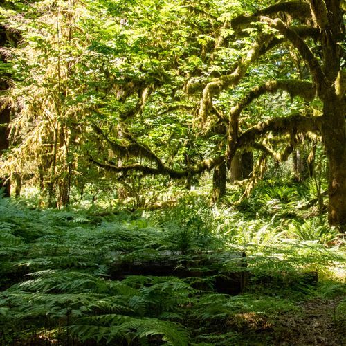 Graves Creek Primitive Trail