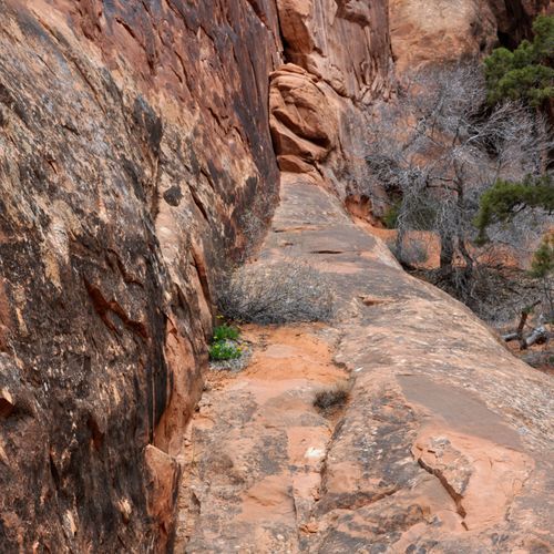 Lomatium Canyon