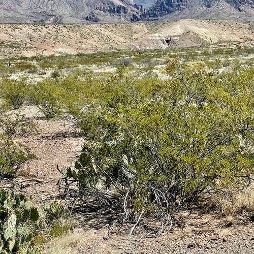 Chisos Mountains