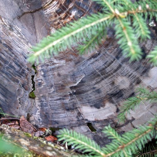 The "North Pole" Log