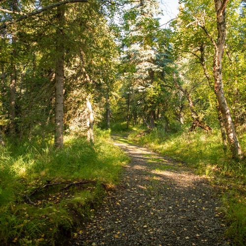 Brooks Falls Trail