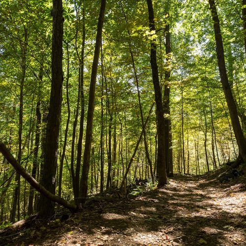 South River Falls Trail