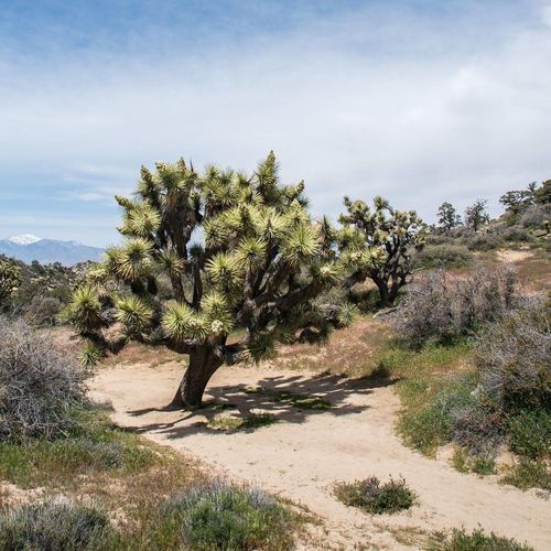 Panorama Trail