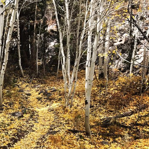 Lehman Creek Trail