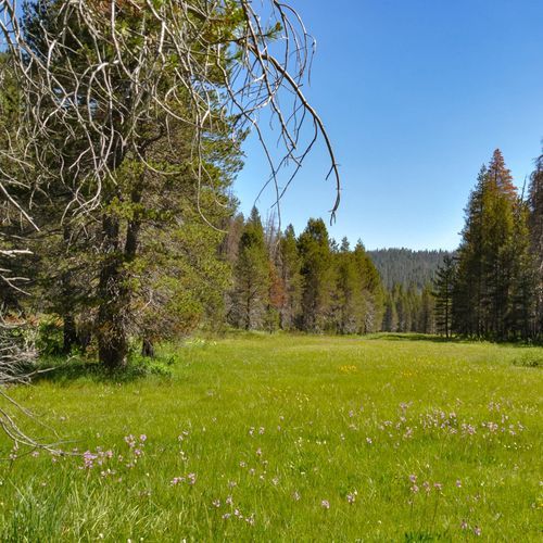 McGurk Meadow Trail