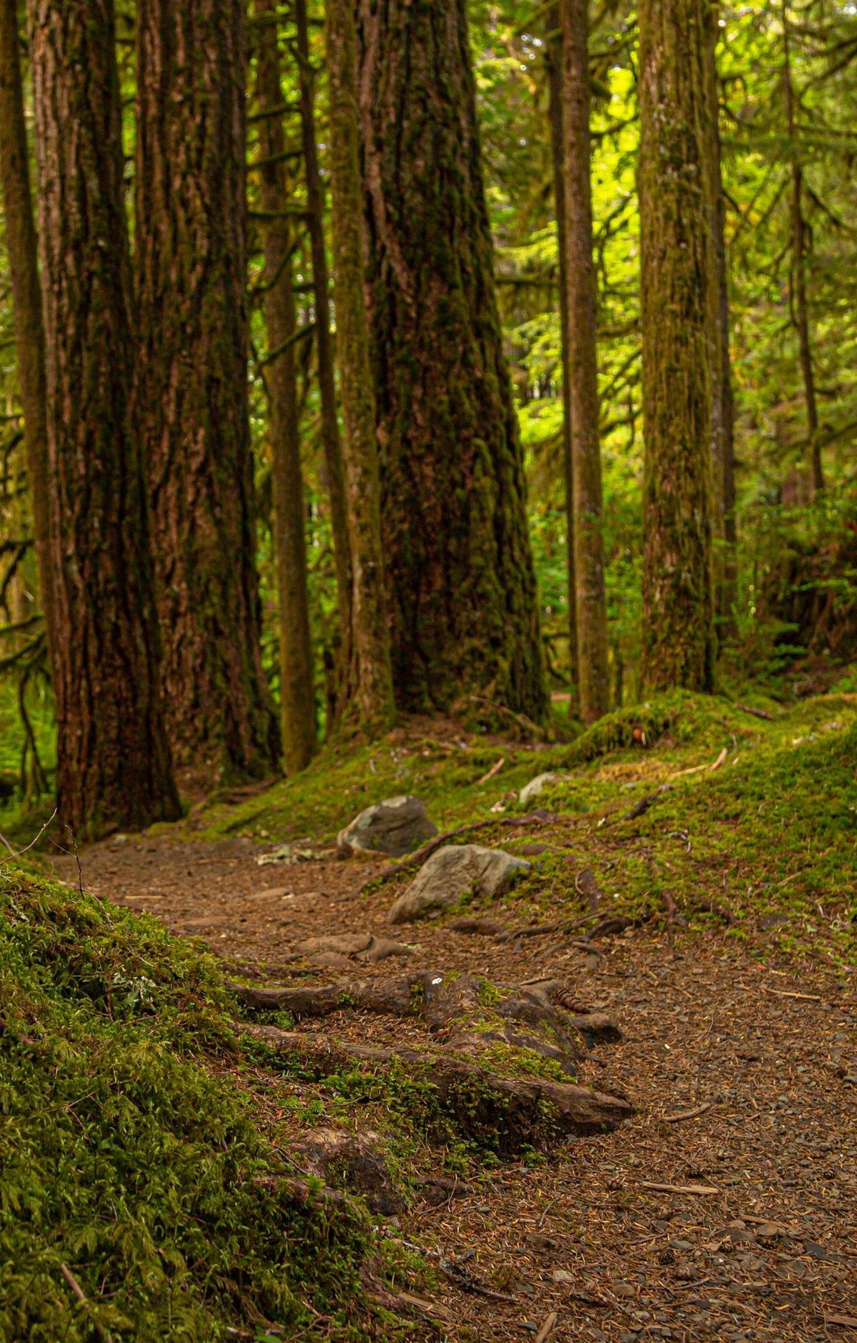 Ancient Groves Nature Trail, Olympic National Park