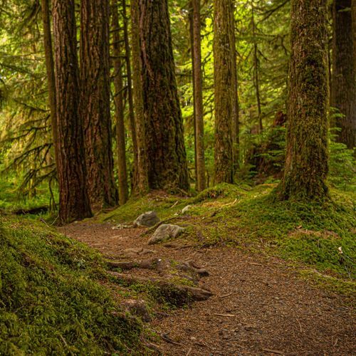 Ancient Groves Nature Trail