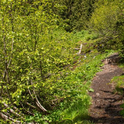 Switchback Trail