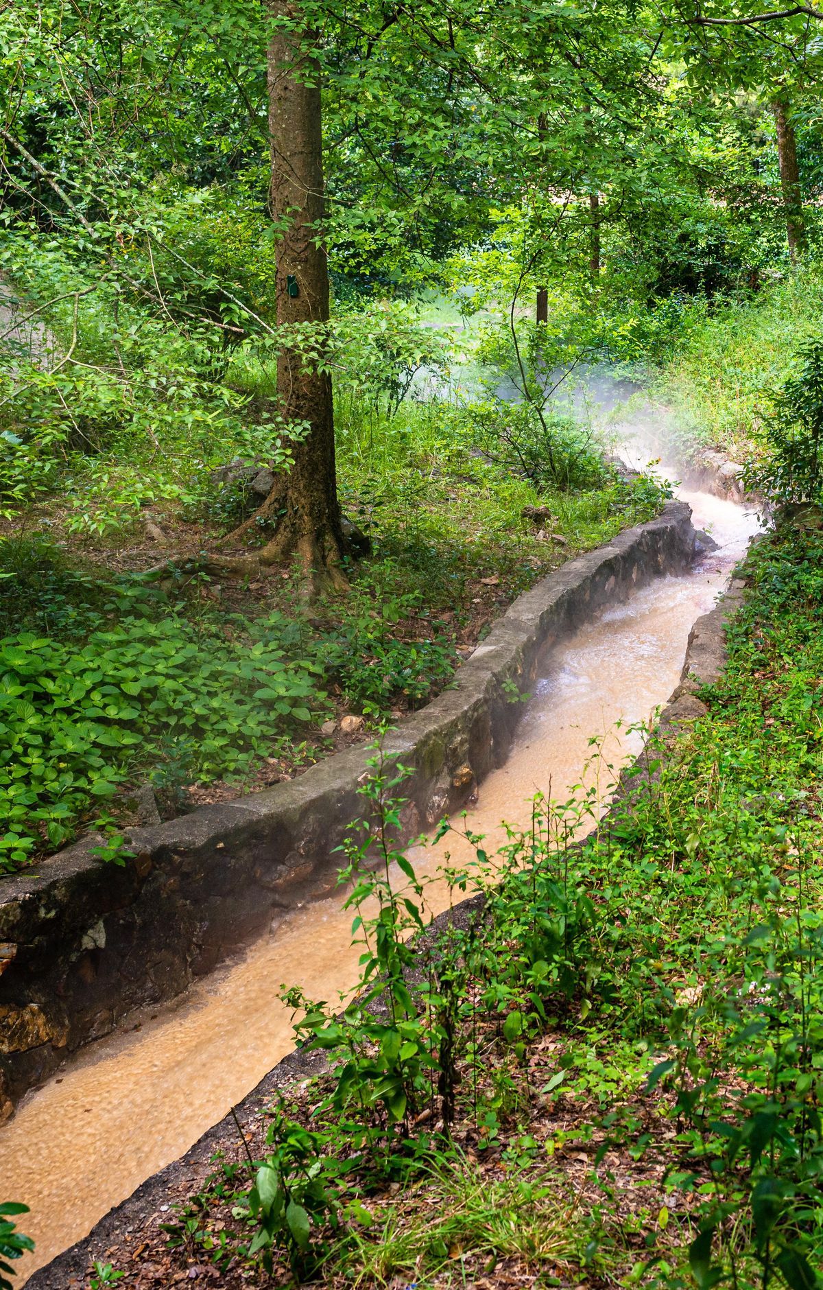 Pine-Oak-Hickory Forests and Their Wildlife, Hot Springs National Park