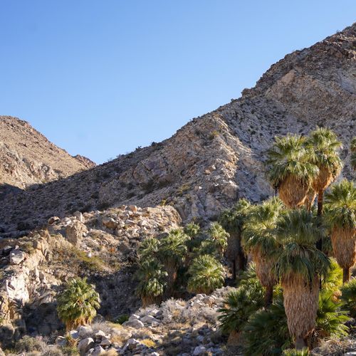Fortynine Palms Trail