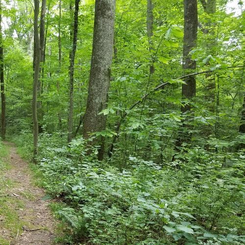Burnwood Trail