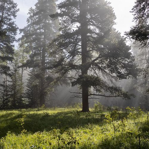 Black Butte