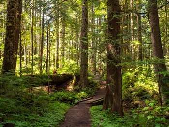 Heart O' the Forest Trail