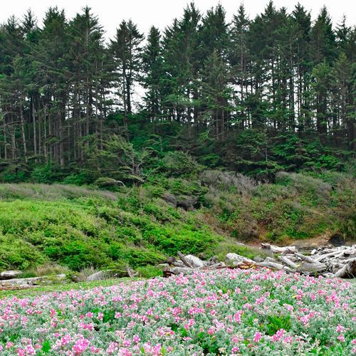 Yurok Loop Trail