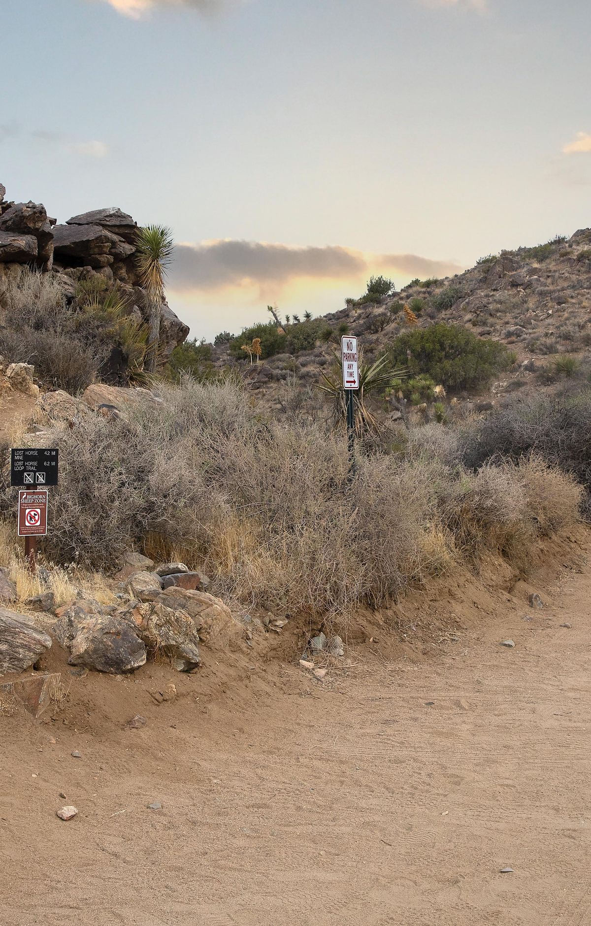 Lost Horse Mine Loop Trail, Joshua Tree National Park