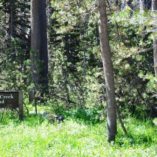Bridalveil Creek Campground