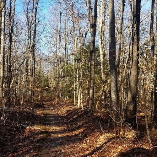Timber Ridge Trail