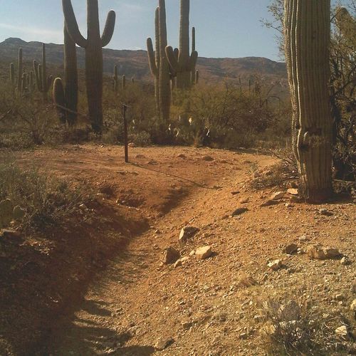 Loma Verde Wash Trail