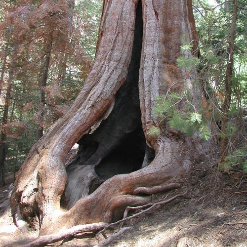 Buttress Tree