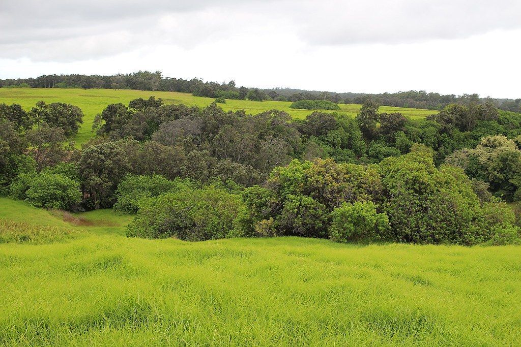 Kahuku Unit: Ranching History and Puʻu o Lokuana, Hawaiʻi Volcanoes National Park