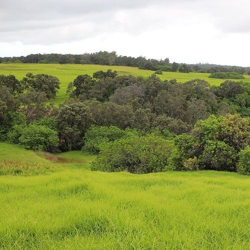 Kahuku Unit