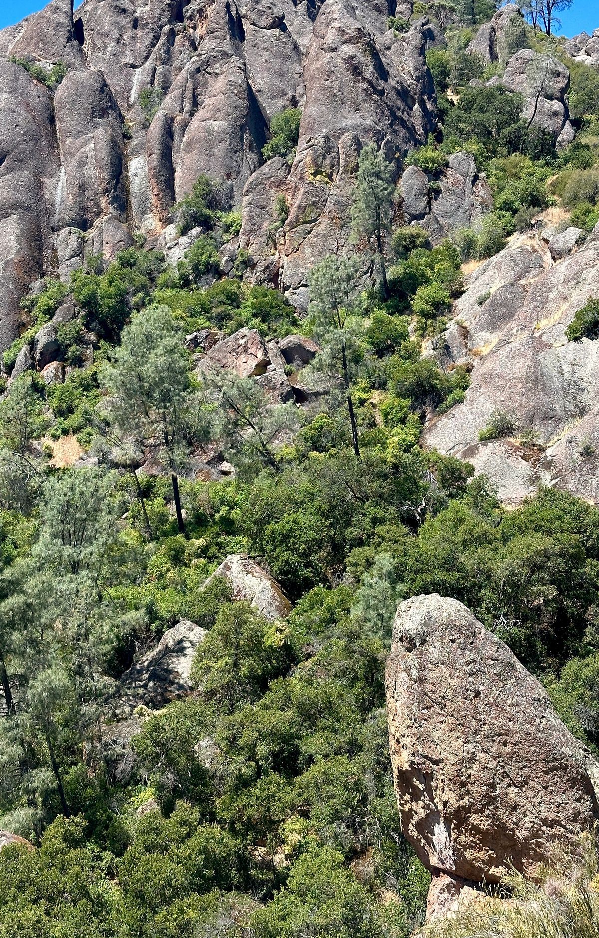 Bats, Falcons, and Eagles of the Rock Spires, Pinnacles National Park