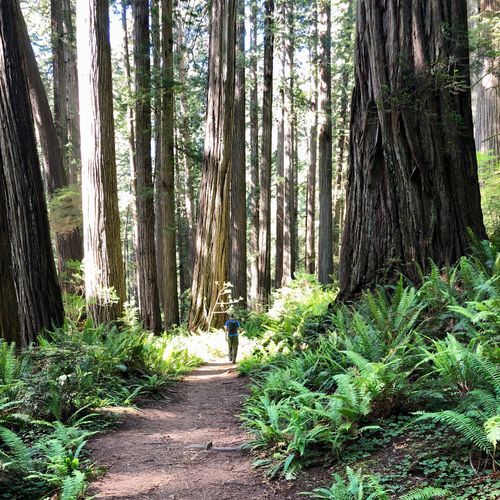 California Coastal Trail - Flint Ridge Section