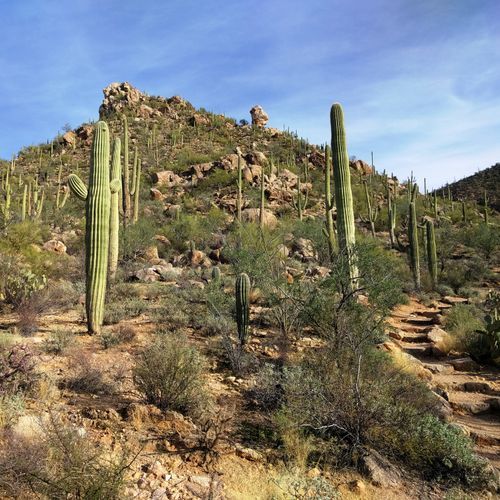 Safford Peak Trail