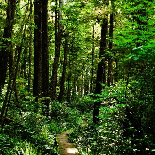 Ozette Loop